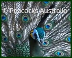 Peacocks Australia Qld
