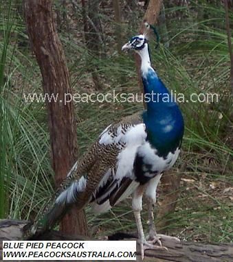 Peacocks Australia Qld
