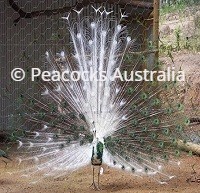 Peacocks Australia Qld
