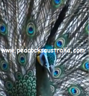 Peacocks Australia Qld
