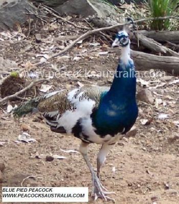 Peacocks Australia Qld
