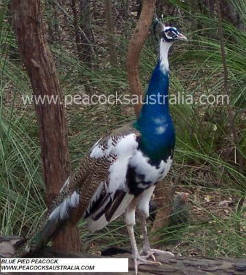 Peacocks Australia Qld

