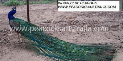 Peacocks Australia Qld
