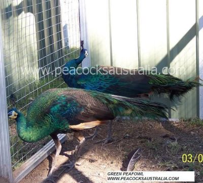 Peacocks Australia Qld
