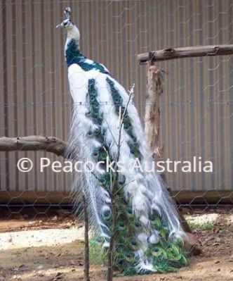 Peacocks Australia Qld
