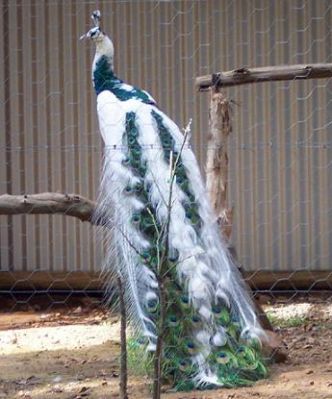 Peacocks Australia Qld
