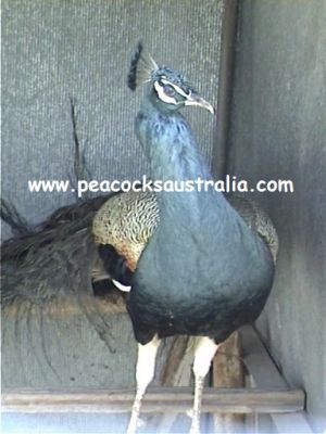 Peacocks Australia Qld
