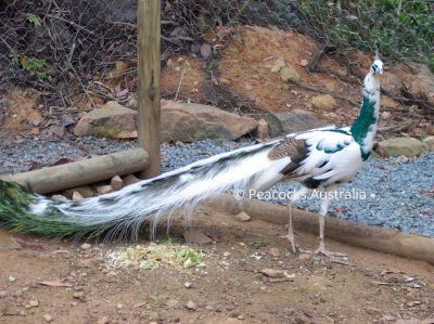 Peacocks Australia Qld
