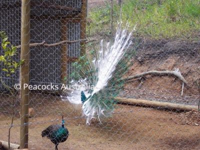 Peacocks Australia Qld
