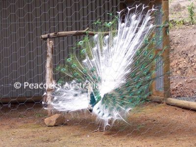 Peacocks Australia Qld
