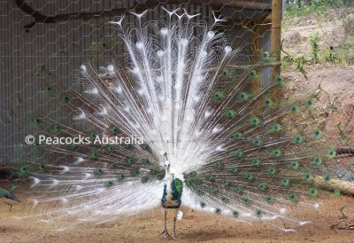Peacocks Australia Qld
