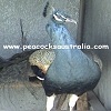 Peacocks Australia Qld
