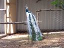 picture_0011.jpg