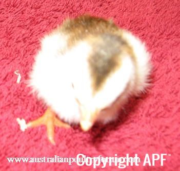 8025252520pied2520pearl2~0.jpg