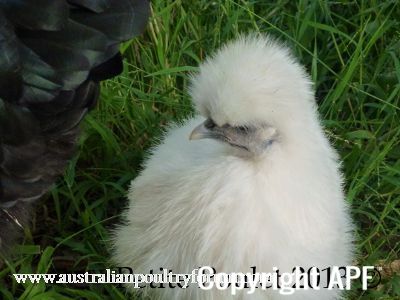 a_p_f_my_fowl_what_s_that_organic_smell_take_ii~0.jpg