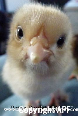 a_p_f_my_fowls_are_you_my_mummy~0.jpg
