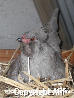 araucana_laying_her_egg_photo_1~0.jpg