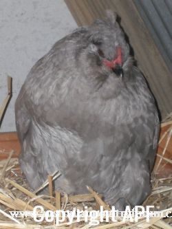araucana_laying_her_egg_photo_2~0.jpg