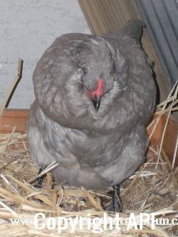 araucana_laying_her_egg_photo_3__~0.jpg