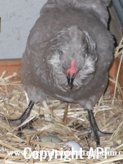 araucana_laying_her_egg_photo_4.jpg