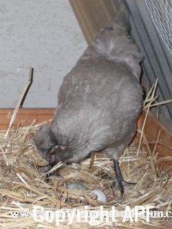 araucana_laying_her_egg_photo_5~0.jpg