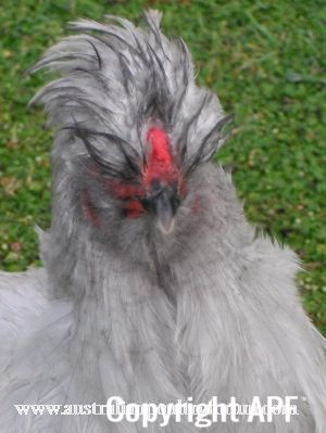 bad_feather_day_28329~0.jpg