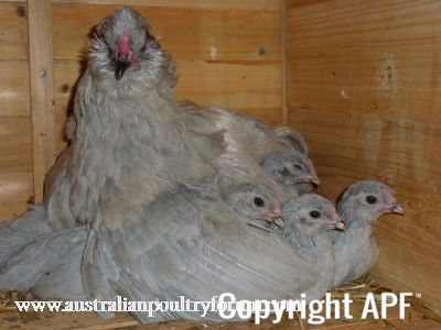 bedtime_with_the_lavender_gang_and_mum~0.jpg