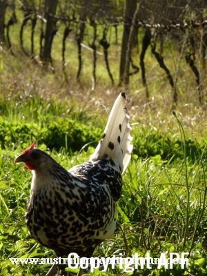 campine_in_the_vineyard~0.jpg