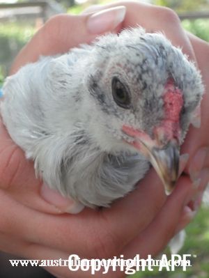 chick_1_on_the_outside.jpg