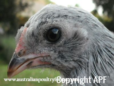 chick_2_on_the_outside.jpg
