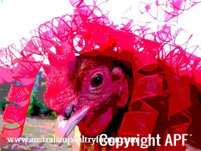 chicky_gaga_poster_chick.jpg