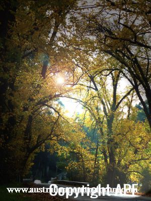 country_road_in_autumn.jpg