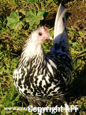 curious_silver_spangled_hamburg~0.jpg