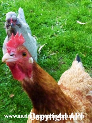 curiouser_and_curiouser~0.jpg