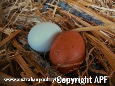 eggscitement_in_the_nesting_box~0.jpg