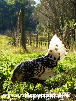 foraging_in_the_vineyard.jpg