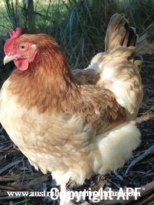 french_wheaten_marans.jpg