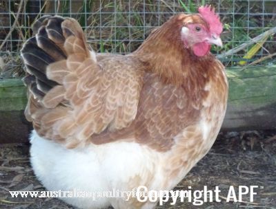 french_wheaten_marans_hen.jpg