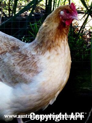 french_wheaten_marans_hen_1.jpg
