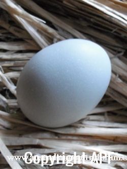 freshly_laid_araucana_egg.jpg