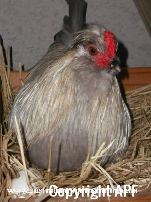 gender_confused_rooster_sitting_on_eggs.jpg