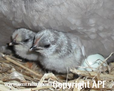 haven_t_you_hatched_yet_.jpg