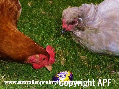 it_s_true_there_is_an_easter_bunny_that_leaves_chocolate_eggs_in_the_garden.jpg