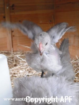 jumping_on_mum_is_so_much_fun~0.jpg