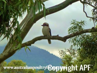 kookaburra_in_a_gum_tree~0.jpg