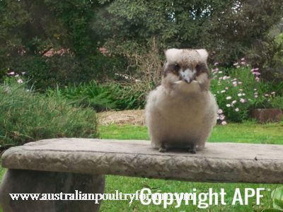 kookie_the_garden_ornament.jpg