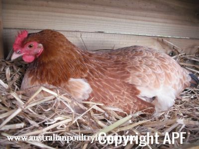 lady_frances_lays_an_egg_photo_1_0.jpg