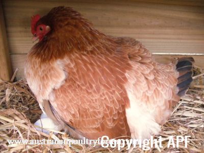 lady_frances_lays_an_egg_photo_2_0.jpg