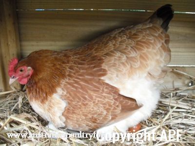 lady_frances_lays_an_egg_photo_3_0.jpg