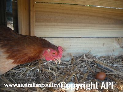 lady_frances_lays_an_egg_photo_4_-_omg2c_i_m_sure_i_didn_t_lay_that_one__it_s_not_my_egg.jpg